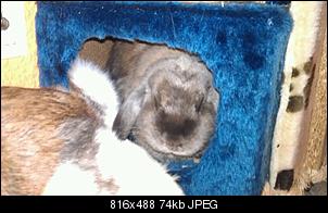 Germanys Next Top Rabbit-img-20121001-wa0002-638298037.jpg