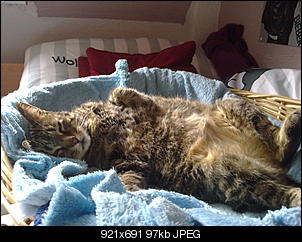 Supertier DSDST-20052012550.jpg