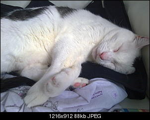 Supertier DSDST-29092012792.jpg