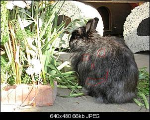 Rabbit Fur Futuretelling-sofakissen.jpg