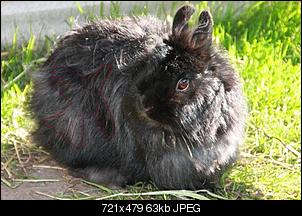 Rabbit Fur Futuretelling-976ba6i3mtl.jpg
