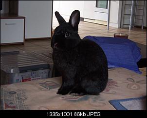 Rabbit Fur Futuretelling-couch-018.jpg
