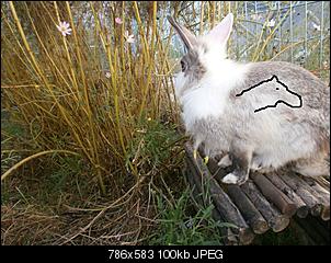 Rabbit Fur Futuretelling-deutung.jpg