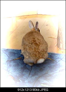 Rabbit Fur Futuretelling-tana.jpg