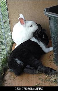 The Winner is...-beerdigung-kaninchen-094.jpg