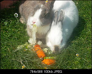 Tiere beim fressen!!!-sam_1926.jpg