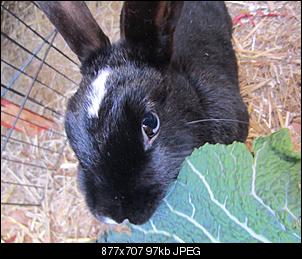 Supertier DSDST-blacky.jpg