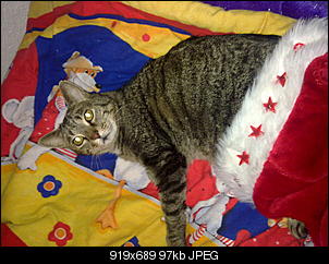 Supertier DSDST-181220121095.jpg