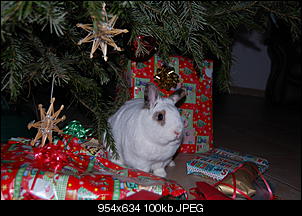 Germanys Next Top Rabbit-kaninchenbilder-009.jpg