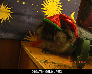 Germanys Next Top Rabbit-cimg5345.jpg