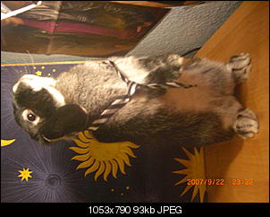 Germanys Next Top Rabbit-cimg5324.jpg