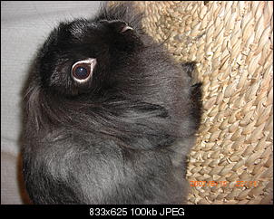 Rabbit Fur Futuretelling-cimg5191.jpg