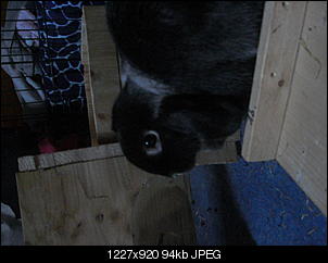 Rabbit Fur Futuretelling-cimg5508.jpg