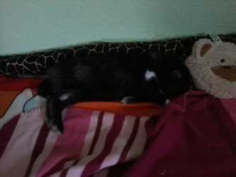 Name:  2013-04-20 15.38.30.JPG
Hits: 128
Gr��e:  10,4 KB