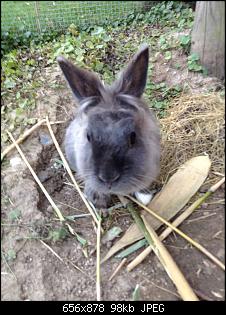 The Voice Of Kaninchen-img_0209.jpg