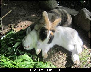 Kaninchen Wettbewerb. Ohne rauszufliegen.-img_0082.jpg
