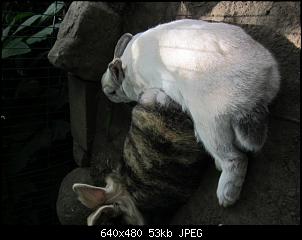 Kaninchen Wettbewerb. Ohne rauszufliegen.-img_2285.jpg