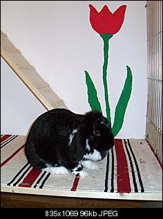 Beendet! Deutschland sucht den Superhasen★2011-sdc10853.jpg