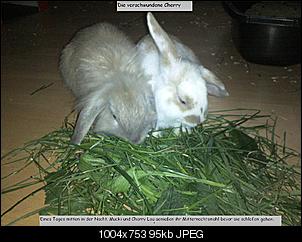 Wettbewerb: "Kaninchen Fotostories"-%DCberschrift-teil-1.jpg