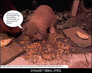 Wettbewerb: "Kaninchen Fotostories"-teil-5.jpg