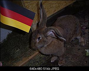 Beendet! Deutschland sucht den Superhasen★2011-rimg0006-2-1.jpg