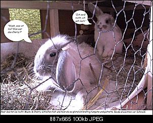 Die Kaninchen-Fotostorie-Akademia (DKFA)-teil3.jpg