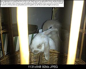 Die Kaninchen-Fotostorie-Akademia (DKFA)-teil-6.jpg