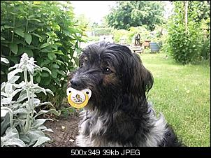 Verr�ckte Sch�tzlinge-2949513_a849cf.jpg