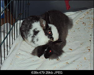 Isdkp-dsc01037.jpg