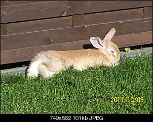 Feiertagsgr��e von den relaxten Ninchens-101_0928.jpg