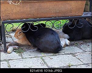 Feiertagsgr��e von den relaxten Ninchens-101_0942.jpg