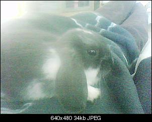 Meine Schnuffel-Tiere-dsc-0000017.jpg