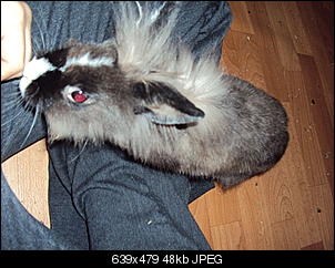 Knolle und Bamm Bamm-dsc01242.jpg