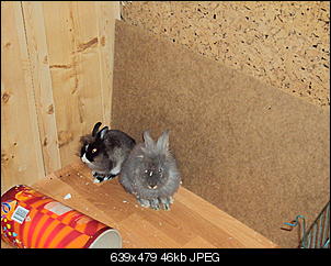 Knolle und Bamm Bamm-dsc01210.jpg