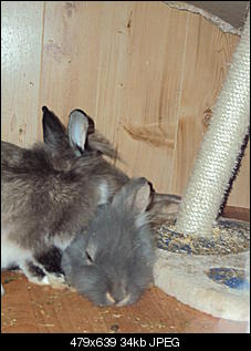 Knolle und Bamm Bamm-dsc01298.jpg
