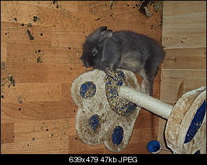 Knolle und Bamm Bamm-dsc01294.jpg