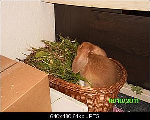 Neuer Partner f�r Willi-pict0041-klein-.jpg