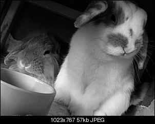 2 Pl�schnasen und 1 Fellm�uschen-foto15921.jpg