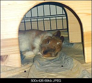 Meine Schnuffel-Tiere-keks05.jpg