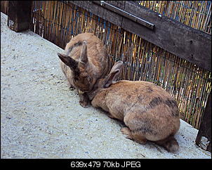 Knolle und Bamm Bamm-dsc00491.jpg