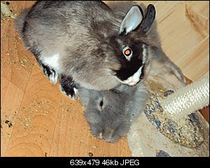 Knolle und Bamm Bamm-dsc01303.jpg