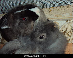 Knolle und Bamm Bamm-dsc01338.jpg