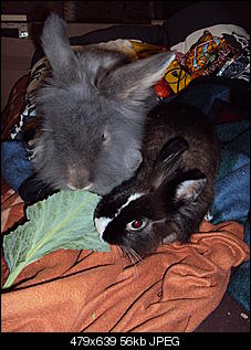 Knolle und Bamm Bamm-dsc01496.jpg