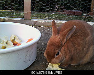 Peanut und Fame erkunden die Winter-Welt :) !-055.jpg