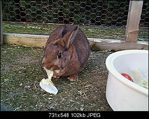 Peanut und Fame erkunden die Winter-Welt :) !-056.jpg