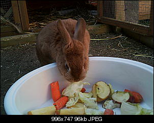 Peanut und Fame erkunden die Winter-Welt :) !-057.jpg