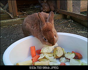 Peanut und Fame erkunden die Winter-Welt :) !-058.jpg