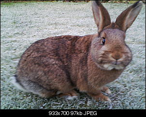 Peanut und Fame erkunden die Winter-Welt :) !-039.jpg