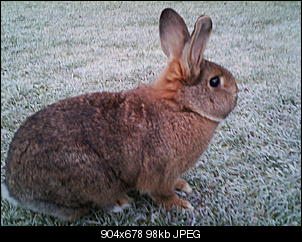 Peanut und Fame erkunden die Winter-Welt :) !-040.jpg