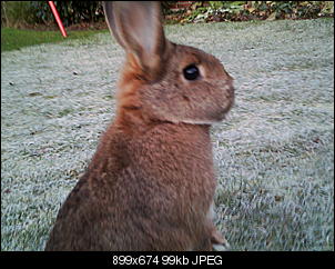Peanut und Fame erkunden die Winter-Welt :) !-041.jpg